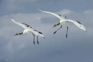 Japonensis: Red-crowned Cranes