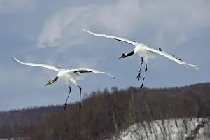 Japonensis: Red-crowned Cranes