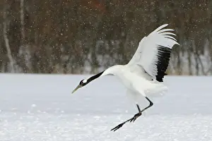 Japonensis: Red-crowned Cranes