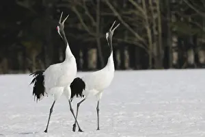 Japonensis: Red-crowned Cranes Courting