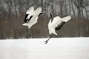 Japonensis: Red-crowned Cranes Courting