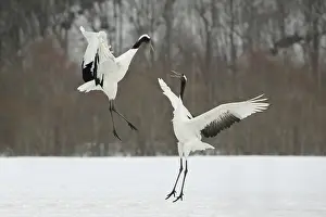 Japonensis: Red-crowned Cranes Courting