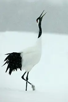 Manchurian: Red-crowned / Japanese / Manchurian CRANE - displaying