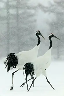 Manchurian: Red-crowned / Japanese / Manchurian CRANE - pair