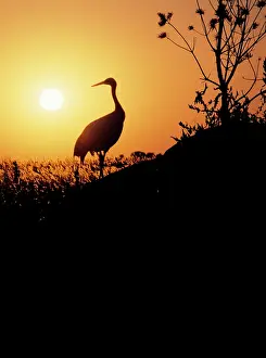 Japonensis: Red-Crowned / Japanese / Manchurian CRANE - silhouette