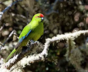Cyanoramphus: Red-crowned Parakeet