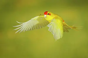 Room: Red-crowned parakeet or red-fronted parakeet (Cyanoramphus