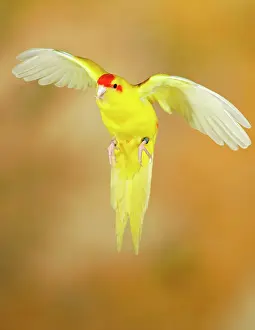 Room: Red-crowned parakeet or red-fronted parakeet (Cyanoramphus