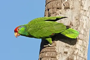 Amazona: Red-crowned Parrot (Amazona viridigenalis)