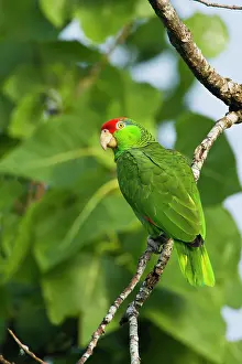 Cameron: Red-Crowned Parrot (Amazona viridigenalis)