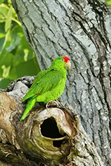 Cameron: Red-Crowned Parrot (Amazona viridigenalis)