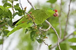 Viridigenalis: Red-crowned / Red-crowned Amazon / Green-cheeked Parrot