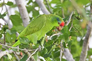 Viridigenalis: Red-crowned / Red-crowned Amazon / Green-cheeked Parrot