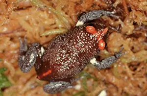 Toadlet: Red-crowned toadlet