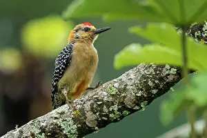 Cueva: Red-crowned Woodpecker, Cueva de los Guacharos National