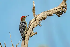 Llanos: Red-crowned Woodpecker, Los Llanos, Colombia