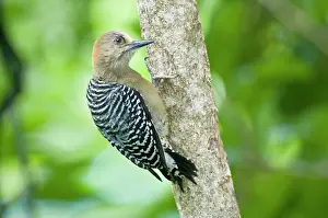Tobago: Red-crowned Woodpecker - on tree