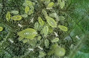 Sativum: Red currant blister aphid