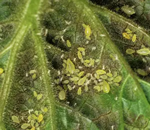 Horticulture: Red currant blister aphid