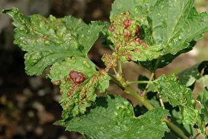 Currant: Red currant blister aphid damage