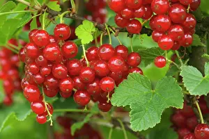 Currant: Red Currant / Reducrrant / Garnet Berry - ripe