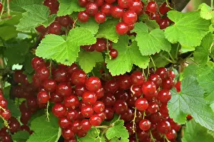 Currant: Red Currant / Reducrrant / Garnet Berry - ripe