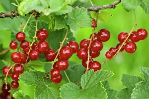 Currant: Red Currant / Reducrrant / Garnet Berry - ripe