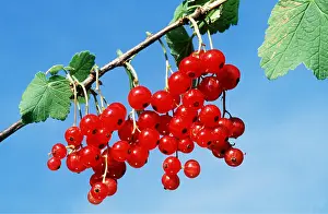 Currants: RED CURRANTS