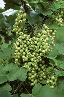 Sativum: Red currants on the bush