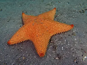 Reticulatus: Red cushion sea star (Oreaster reticulatus), Blue Heron Brid