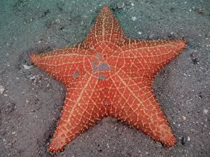 Reticulatus: Red cushion sea star (Oreaster reticulatus). Dive