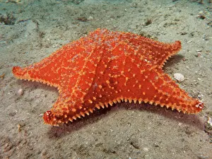 Reticulatus: Red cushion sea star (Oreaster reticulatus). Dive