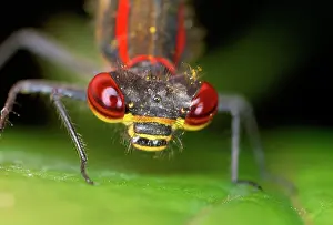 Nymphula: Red Damselfly - huge compound eyes