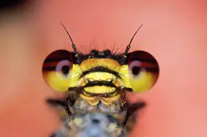 Nymphula: Red Damselfly - huge compound eyes