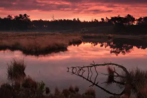 Nijmegen: Red of dawn over a fen with a dead tree in it