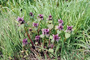 Purpureum: RED DEAD-NETTLE