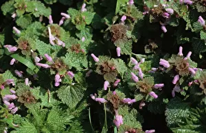 Purpureum: Red dead-nettle