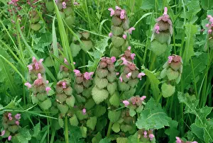 Purpureum: Red Dead Nettle - flowers