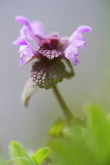 Purpureum: Red Deadnettle