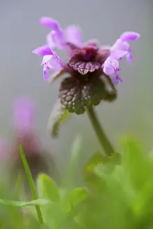 Purpureum: Red Deadnettle