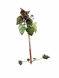 Purpureum: Red Deadnettle