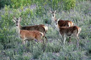 Hinds: Red Deer - 2 hinds with their calves in scrub Lavender