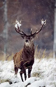 Proud: Red Deer