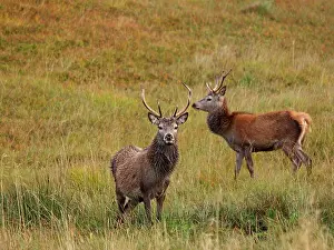 Moorlands: Red Deer