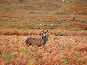Moorlands: Red Deer