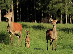 Hinds: Red Deer