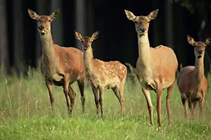 Hinds: Red Deer