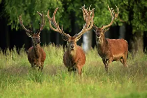 Racks: Red Deer