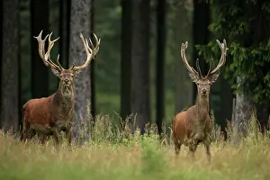 Racks: Red Deer