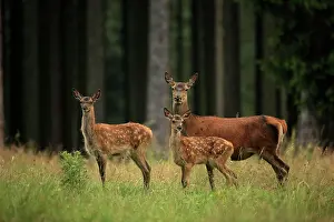 Hinds: Red Deer